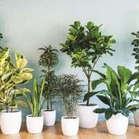 Польза комнатных растений для человека