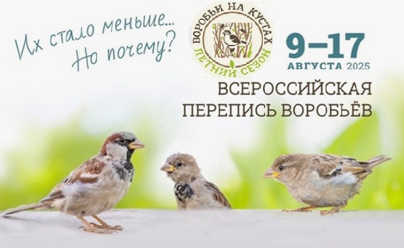 А вы знали, что в России пересчитывают воробьев? 